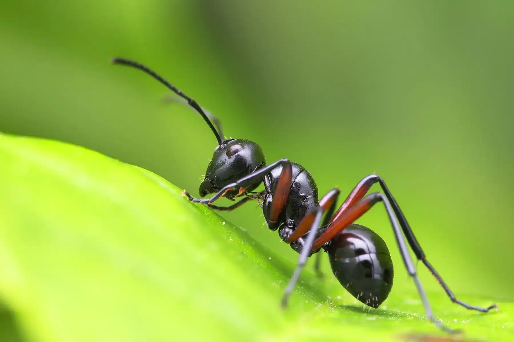 quels sont les répulsifs naturel contre les fourmis