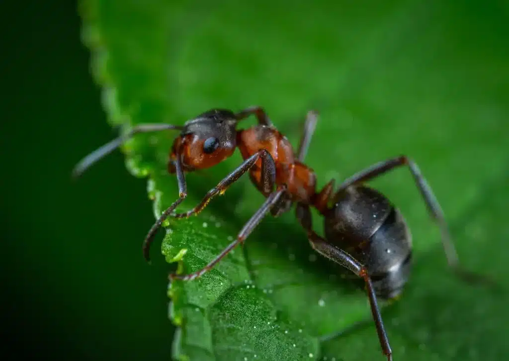 répulsifs naturel contre les fourmis