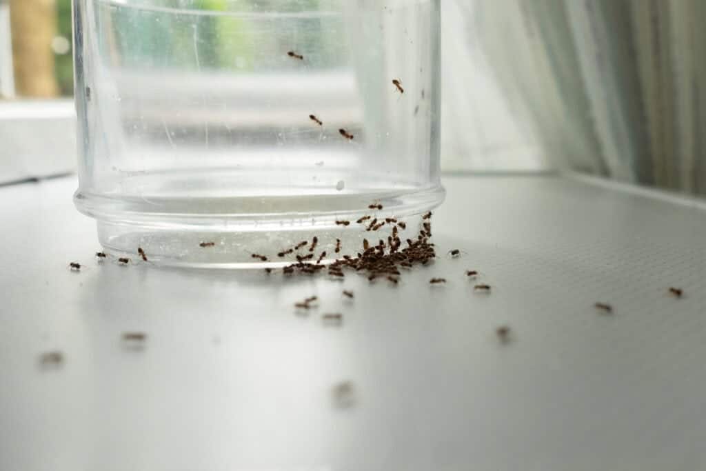 répulsifs naturel contre les fourmis