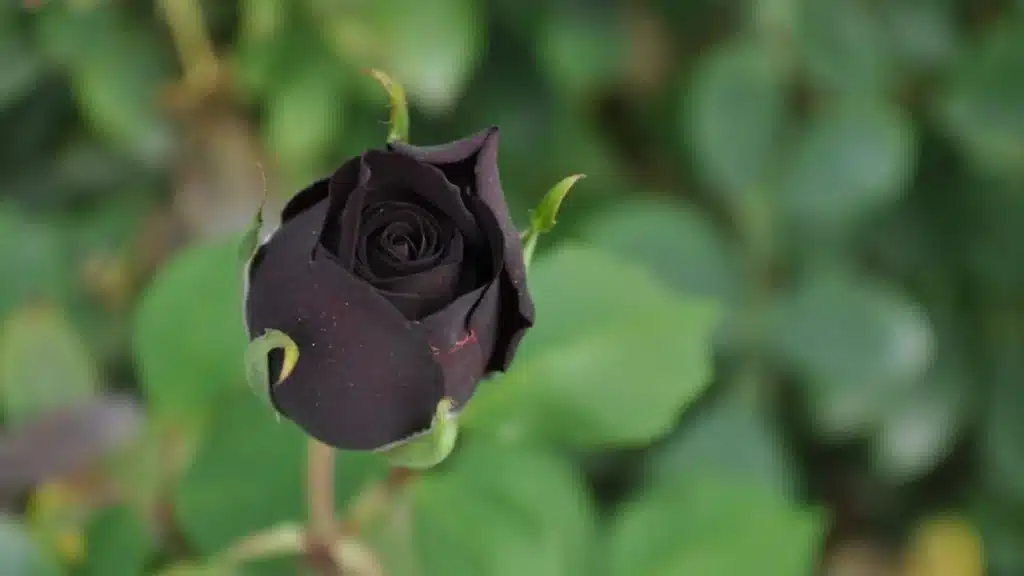rose noir