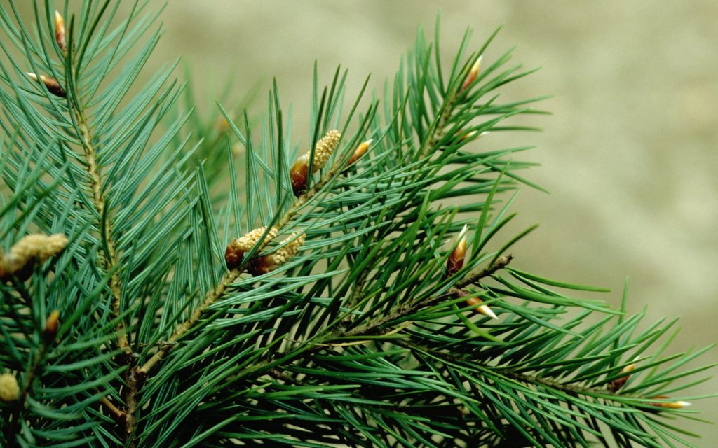 sapin