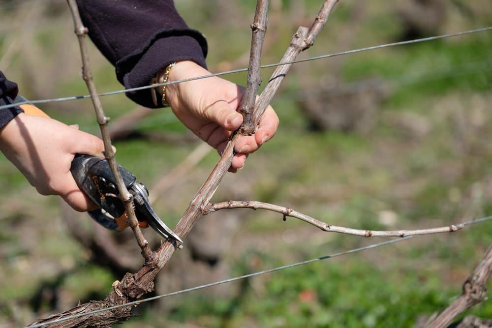 tailler une vigne