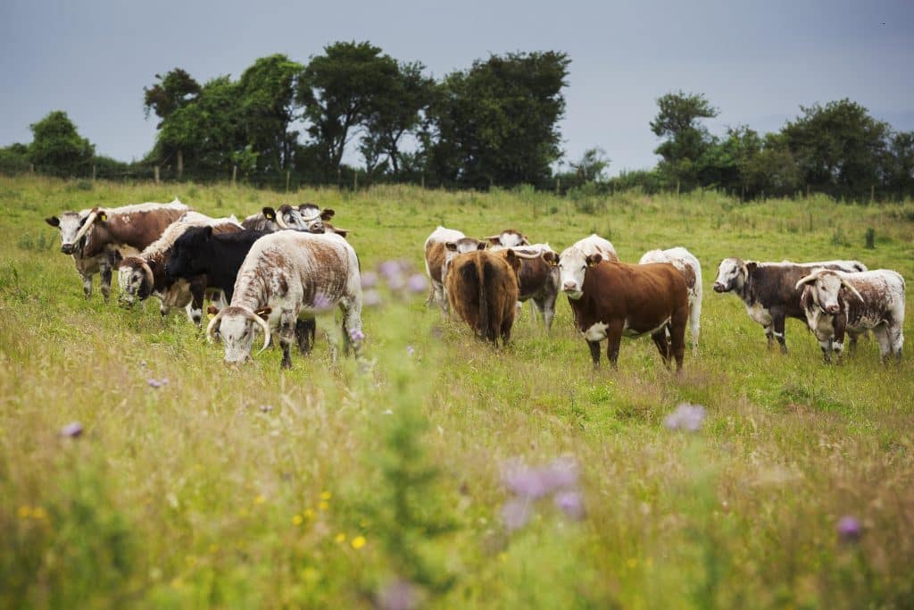 Troupeau de bovins English Longhorn dans un pâturage