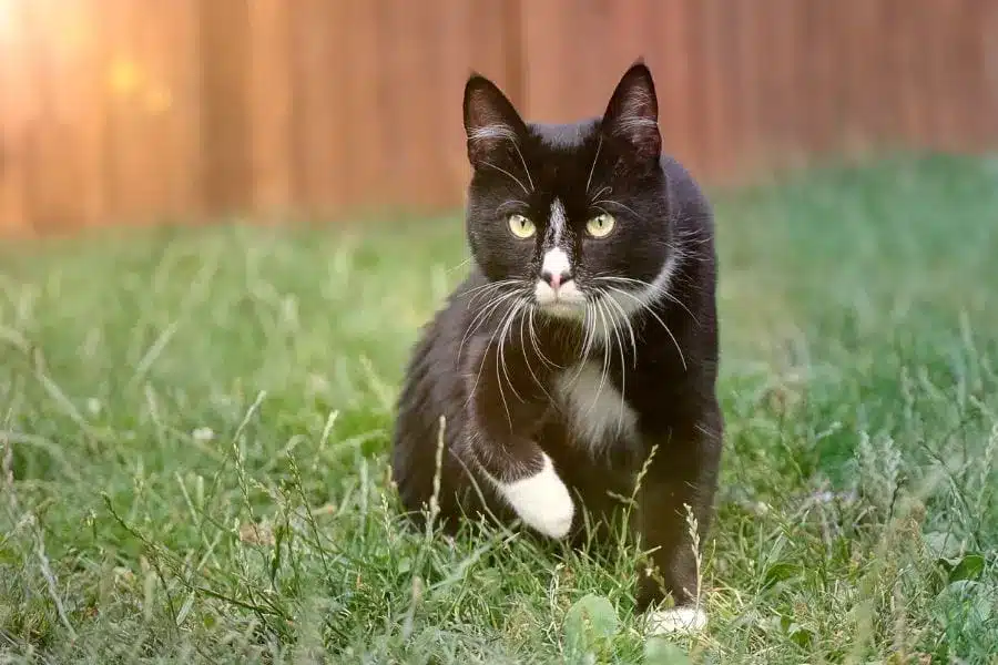 chat dans un jardin