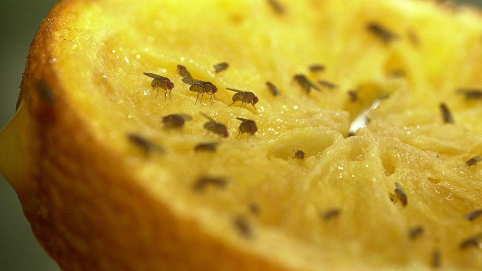 moucherons sur un citron