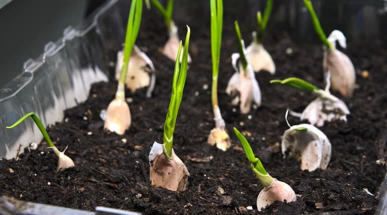 planter l'ail