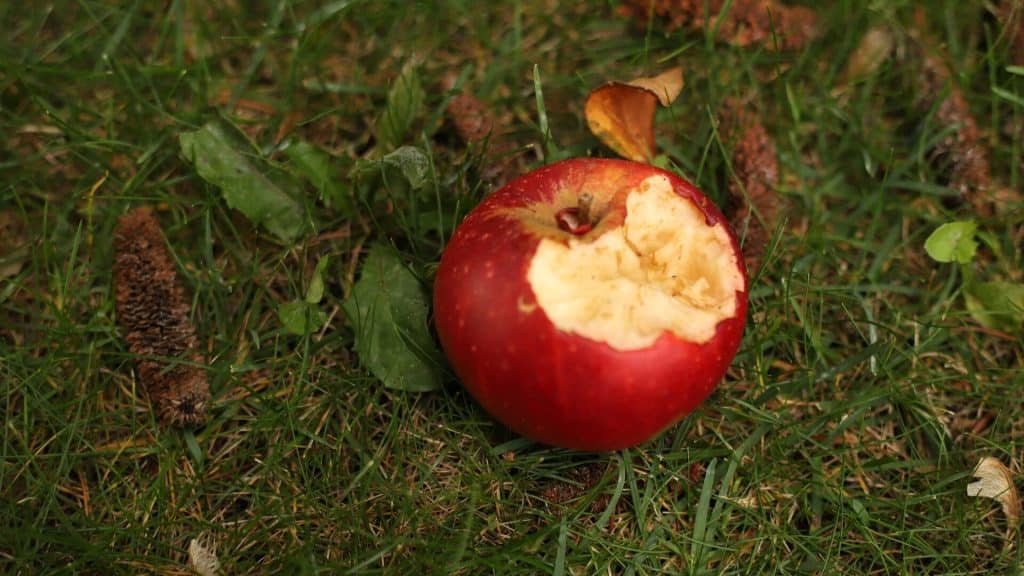 pomme jetée dans la nature