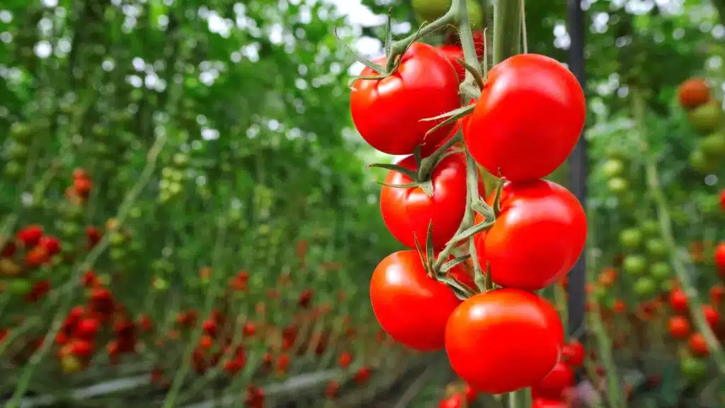 saisonnalité des tomates