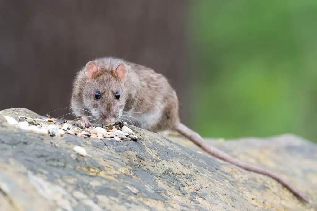 se débarrasser des souris avec du bicarbonate de soude