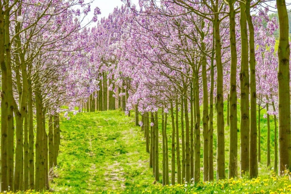 arbres à croissance rapide