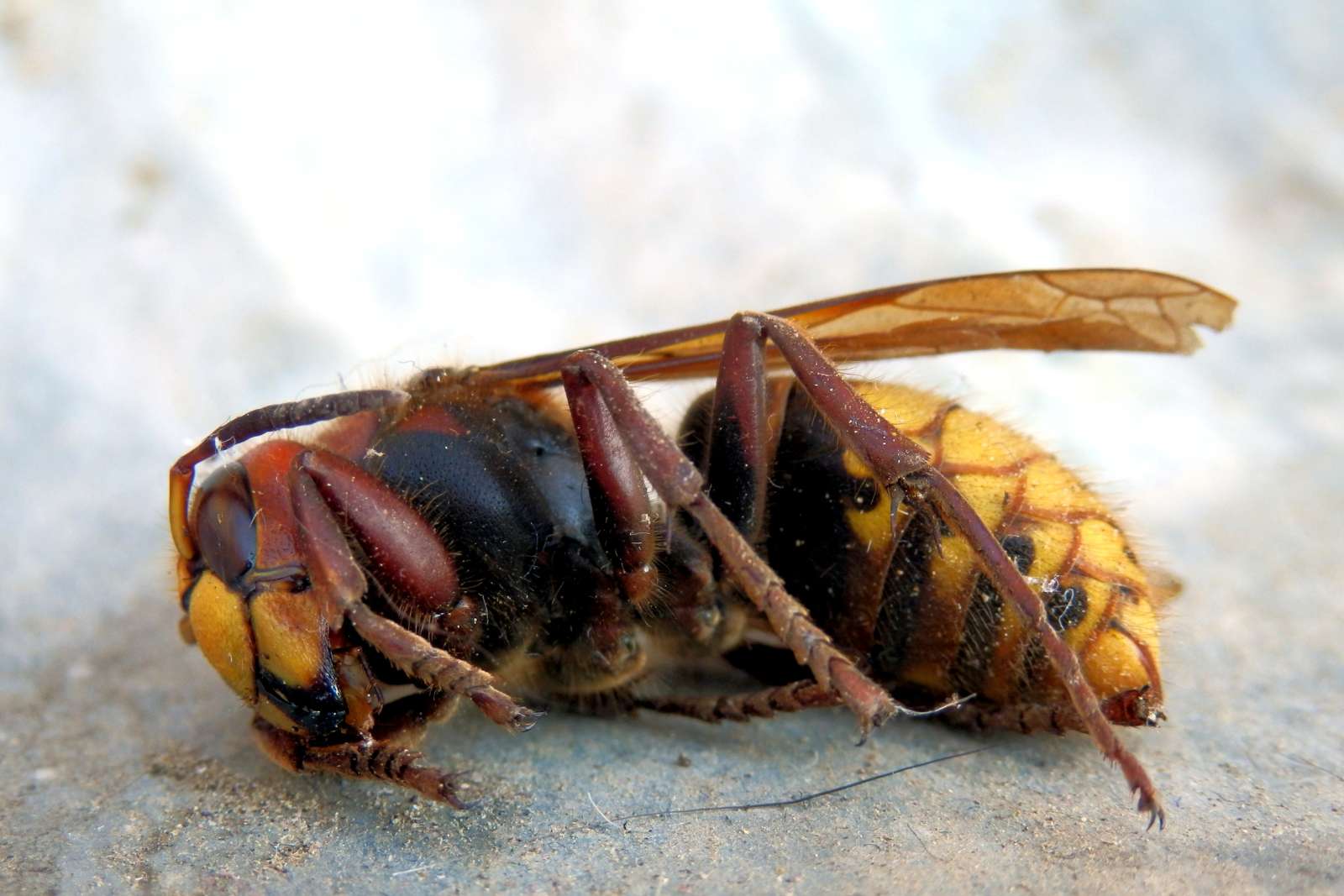 attention ne commettez pas l'erreur d'écraser un frelon asiatique ça peut vous coûter cher
