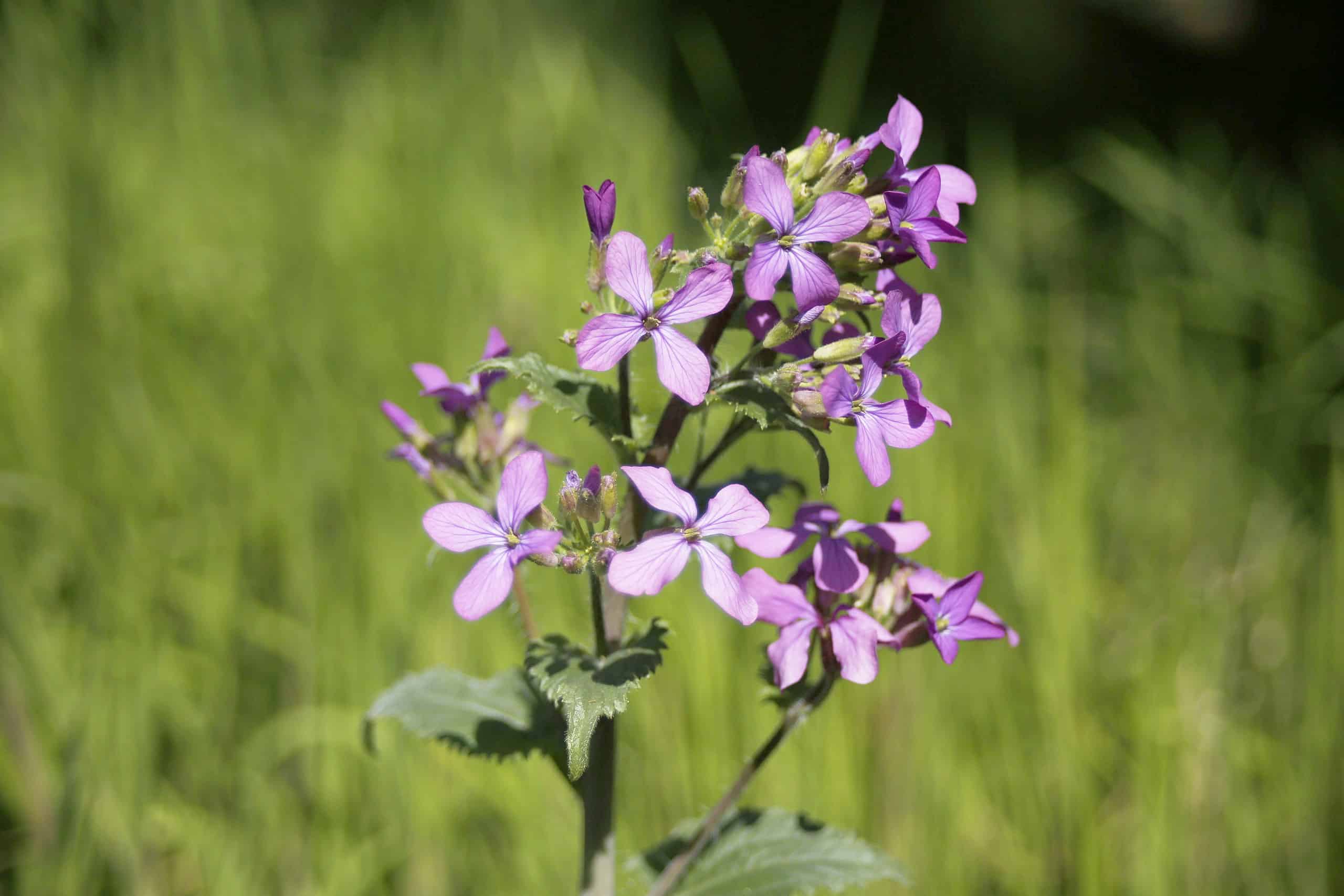 cette fleur pourrait vous rendre très riche et vous l'avez probablement dans votre jardin