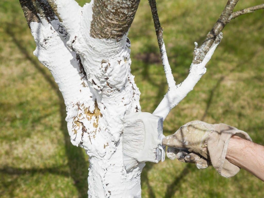 chaulage d'un arbre fruitier