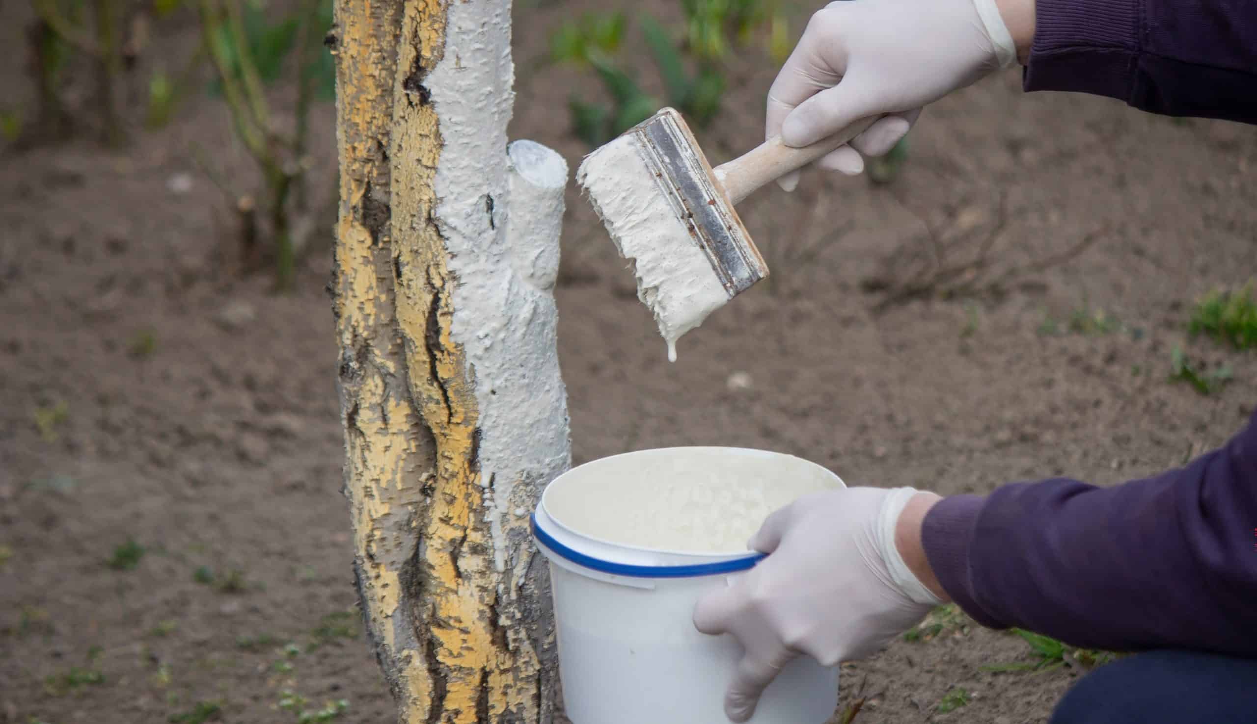 Chaulage pourquoi faut-il peindre les troncs d’arbres en blanc cet hiver