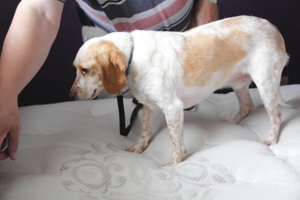 chien détecteur de punaises