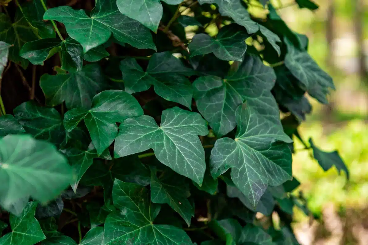 d'après cet expert en urbanisme, cette plante mal aimée est en réalité un excellent isolant
