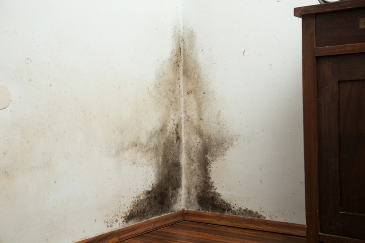 Dites adieu à l'humidité dans la maison, ce matériau naturelle est la solution ultime