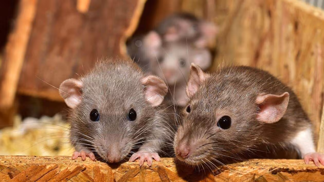 finis les nuisibles rats, souris, cafard à la maison cet ingrédient naturel et pas cher est la solution ultime