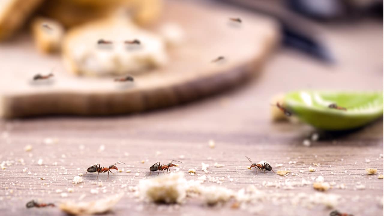 fourmis dans la maison la redoutable astuce de ma grand mère pour les éloigner à coup sûr