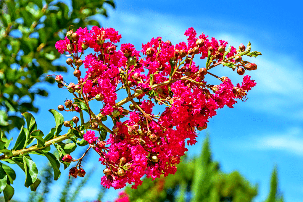 lilas des indes