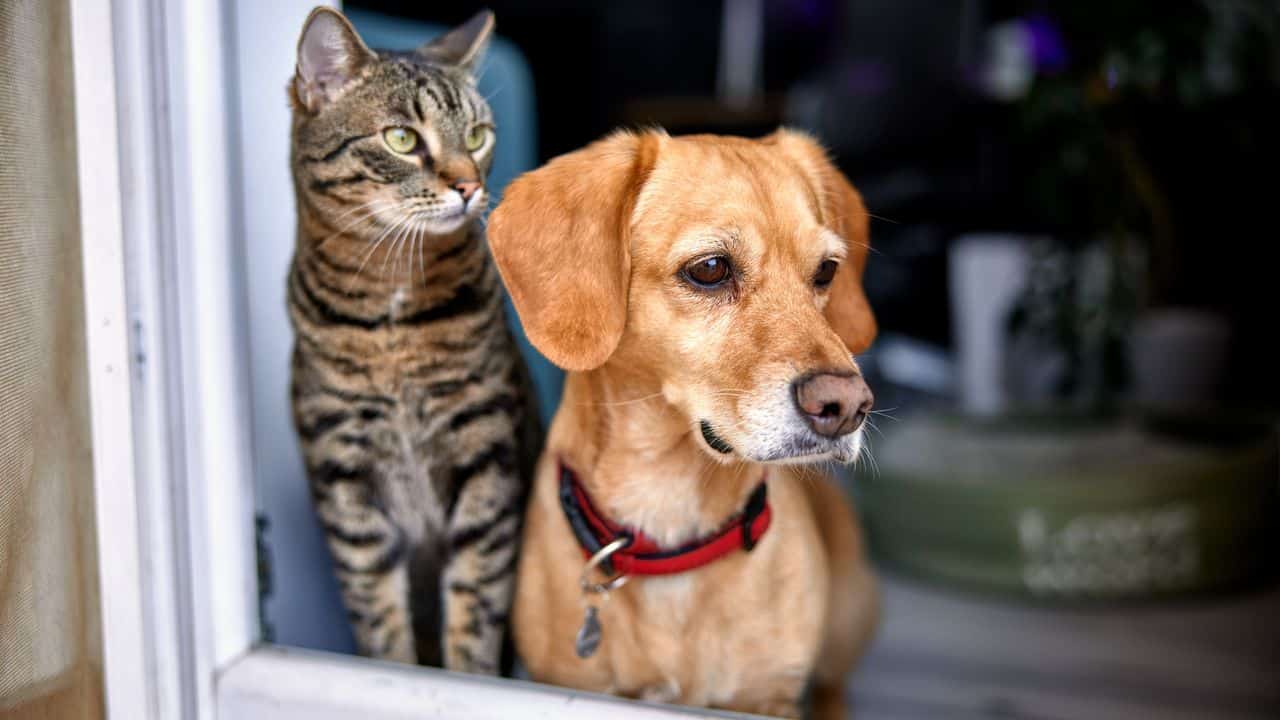 Mon propriétaire m’interdit d’avoir un chat ou un chien que dit la loi