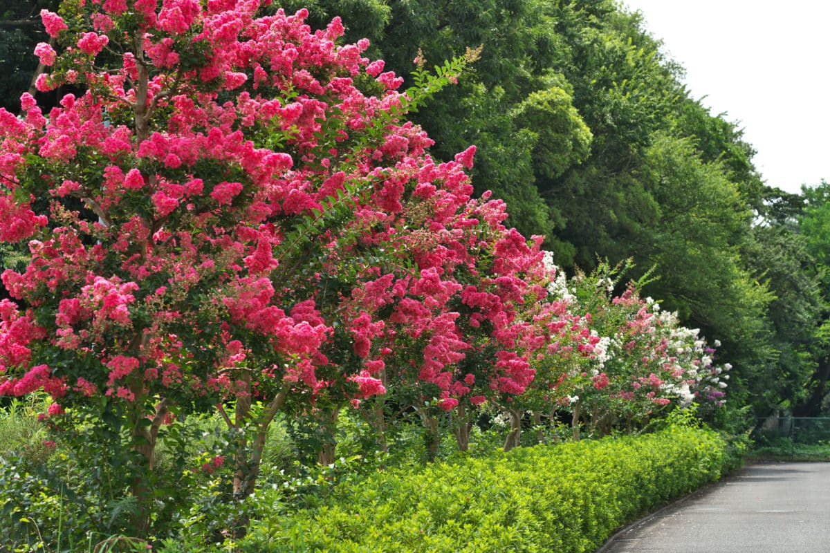 planter cet arbre dans votre jardin peut vous rapporter une petite fortune, il vaut de l'or