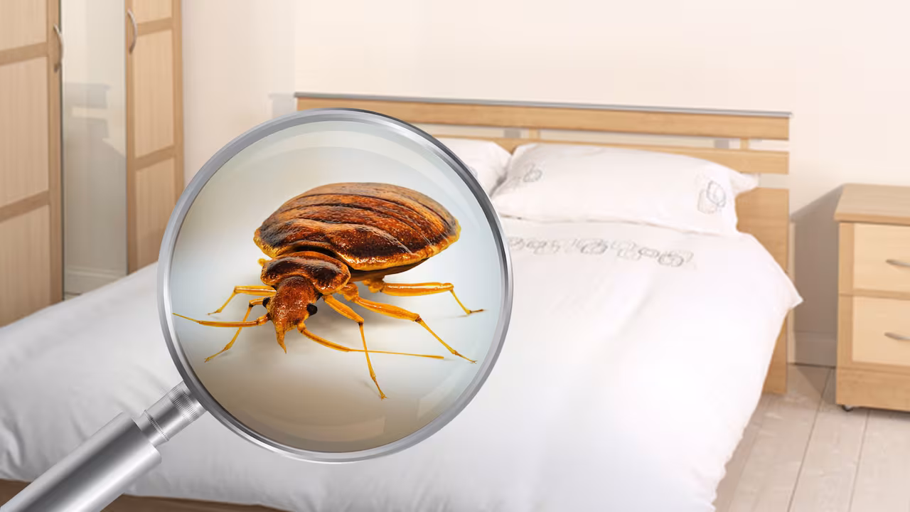 punaises de lit une méthode surprenante et méconnue permet de les détecter à 95%