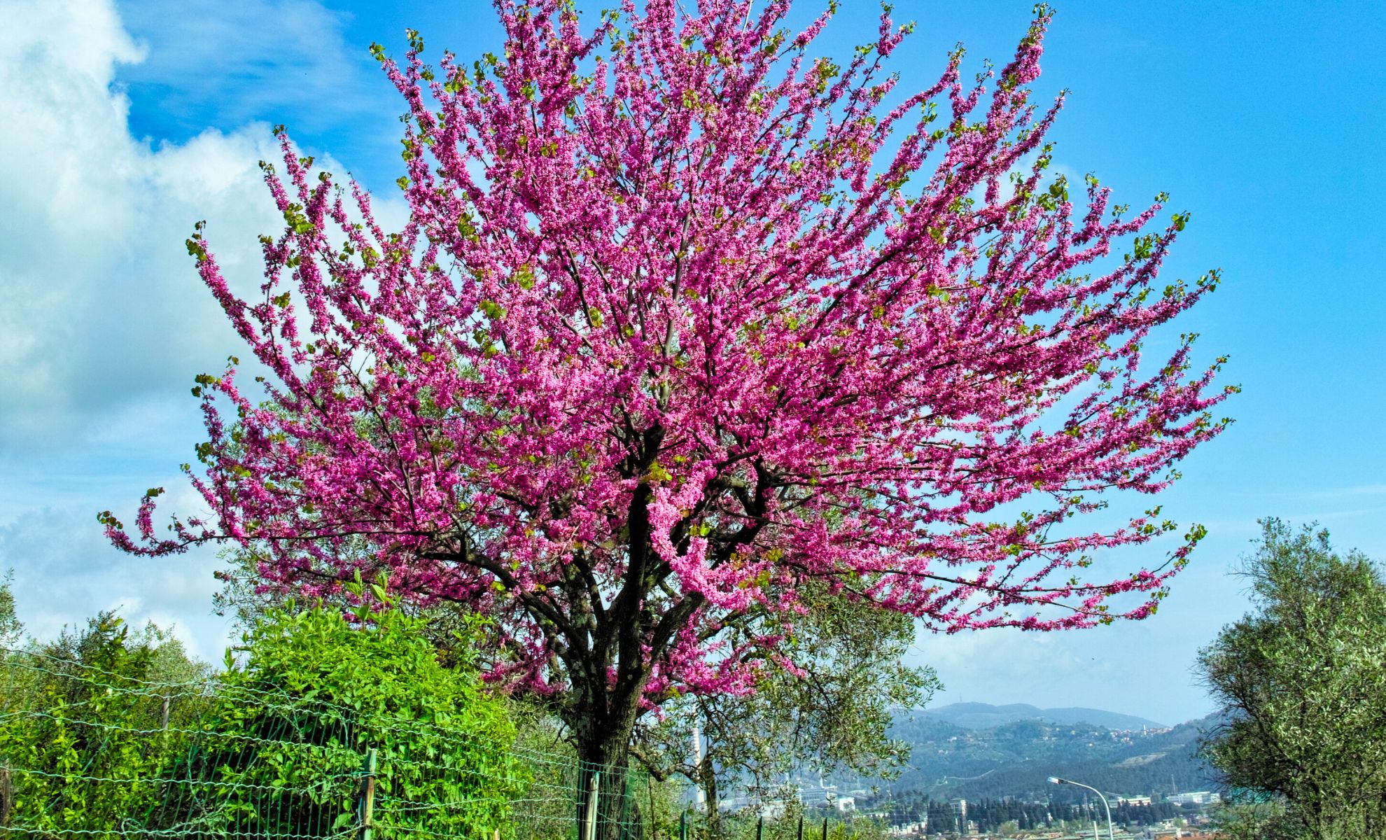 Quels sont les inconvénients de l’Arbre de Judée