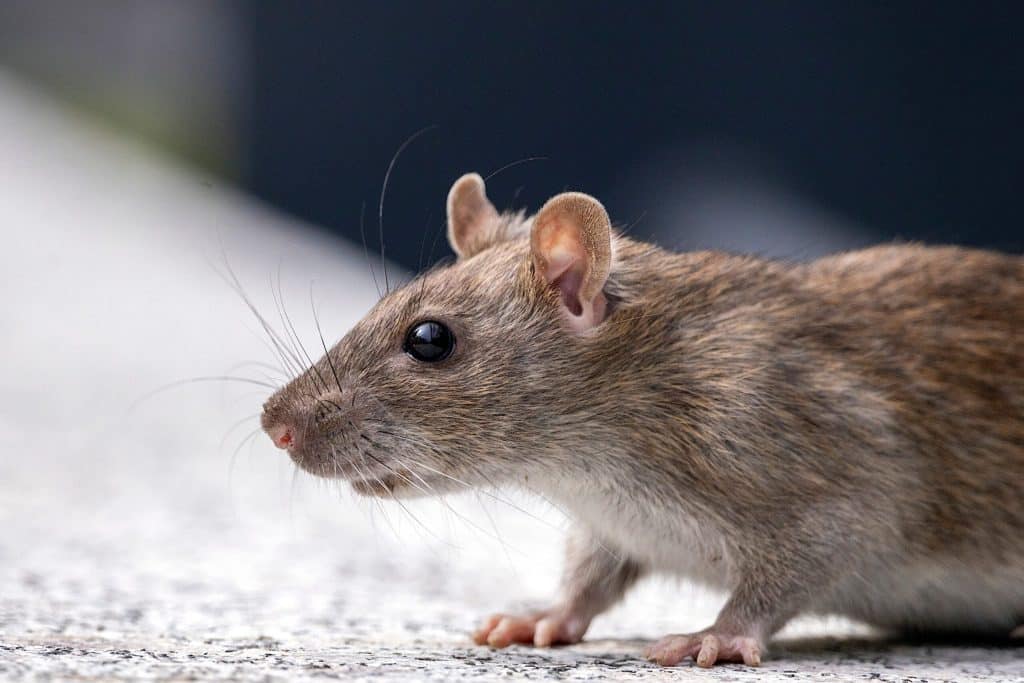rats dans la maison