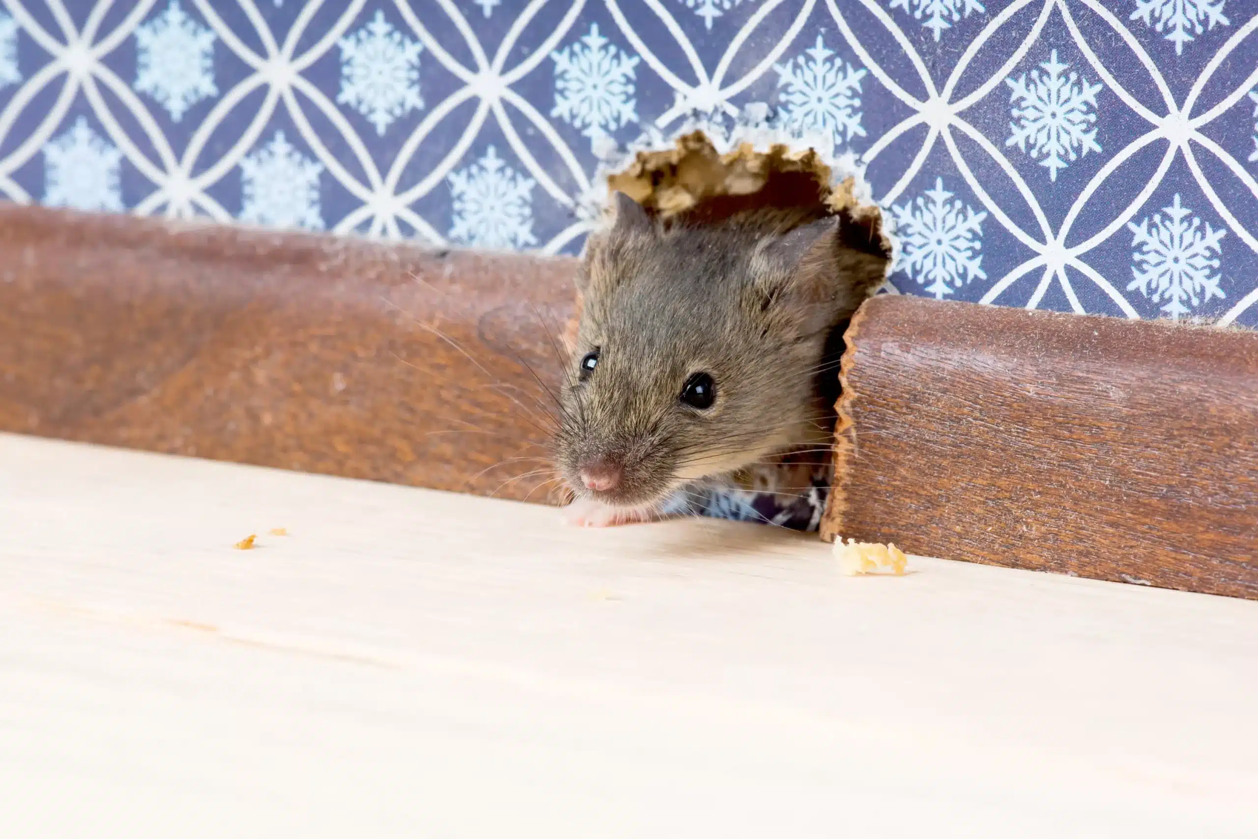 rats et souris ces techniques permettent de savoir avec certitude si vous en avez chez vous