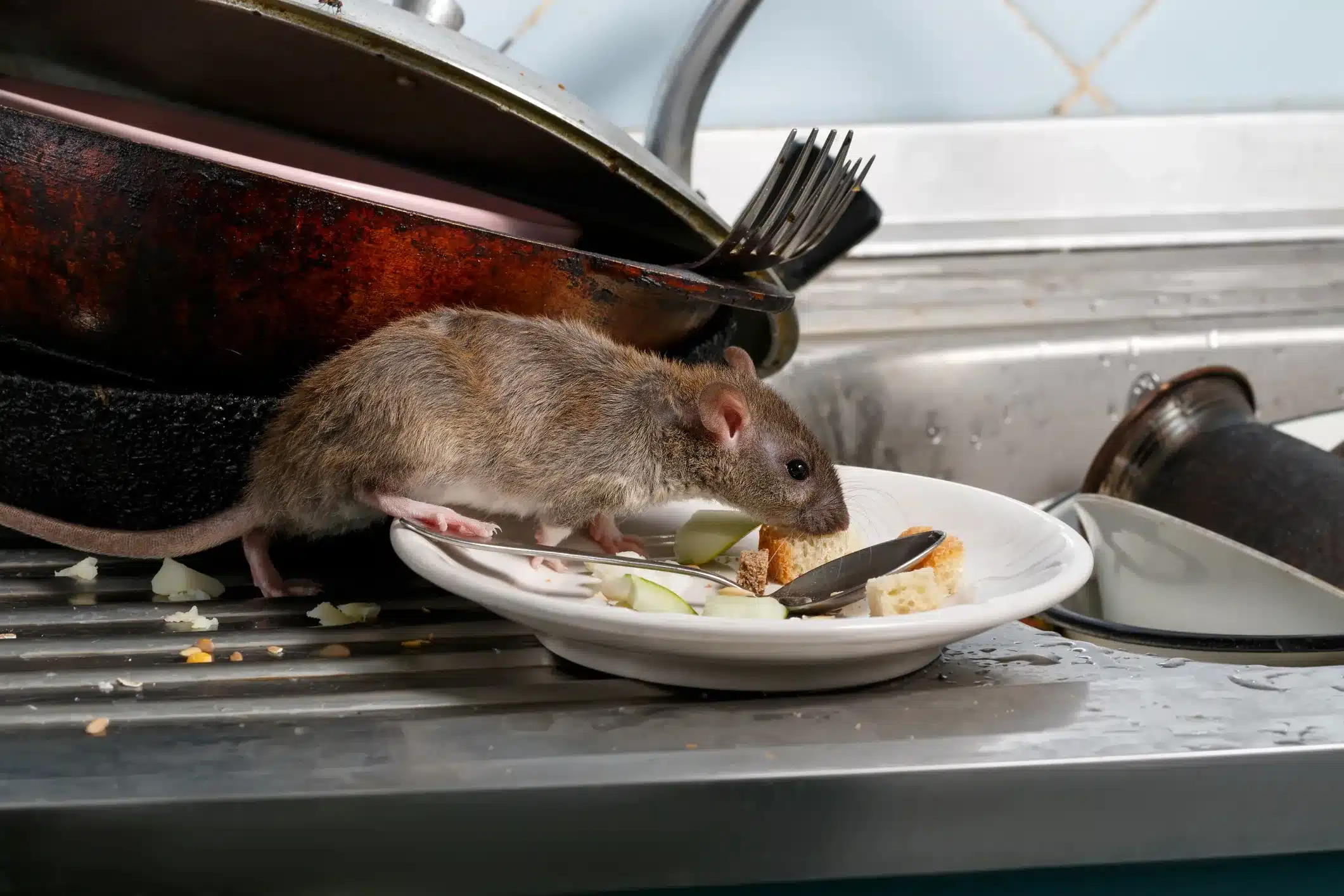 rats et souris cette astuce pour les faire fuir est encore plus efficace que la feuille de laurier