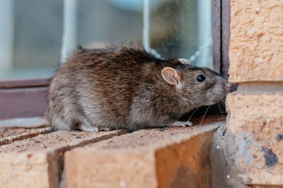 vous avez des problèmes de rats cette solution naturelle et économique fait des miracles