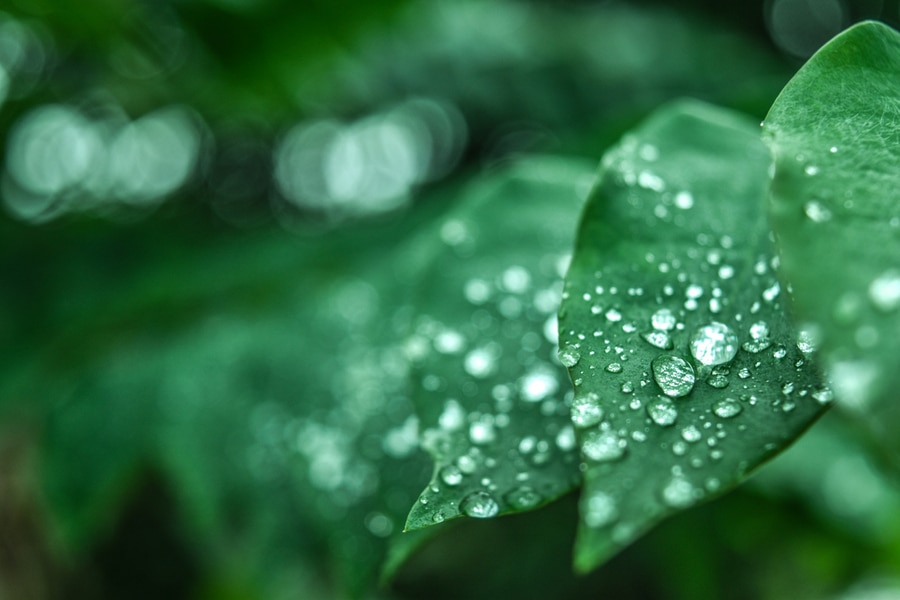 eau sur une feuille