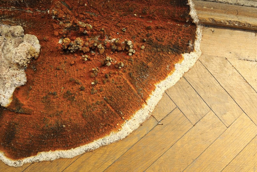 mérule dans une maison