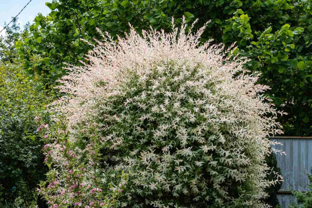 saule crevette