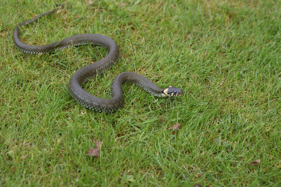 vipère dans le jardin