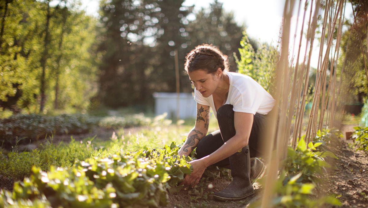 attention danger ! si vous voyez cette chose dans votre jardin, vous devez agir très très vite