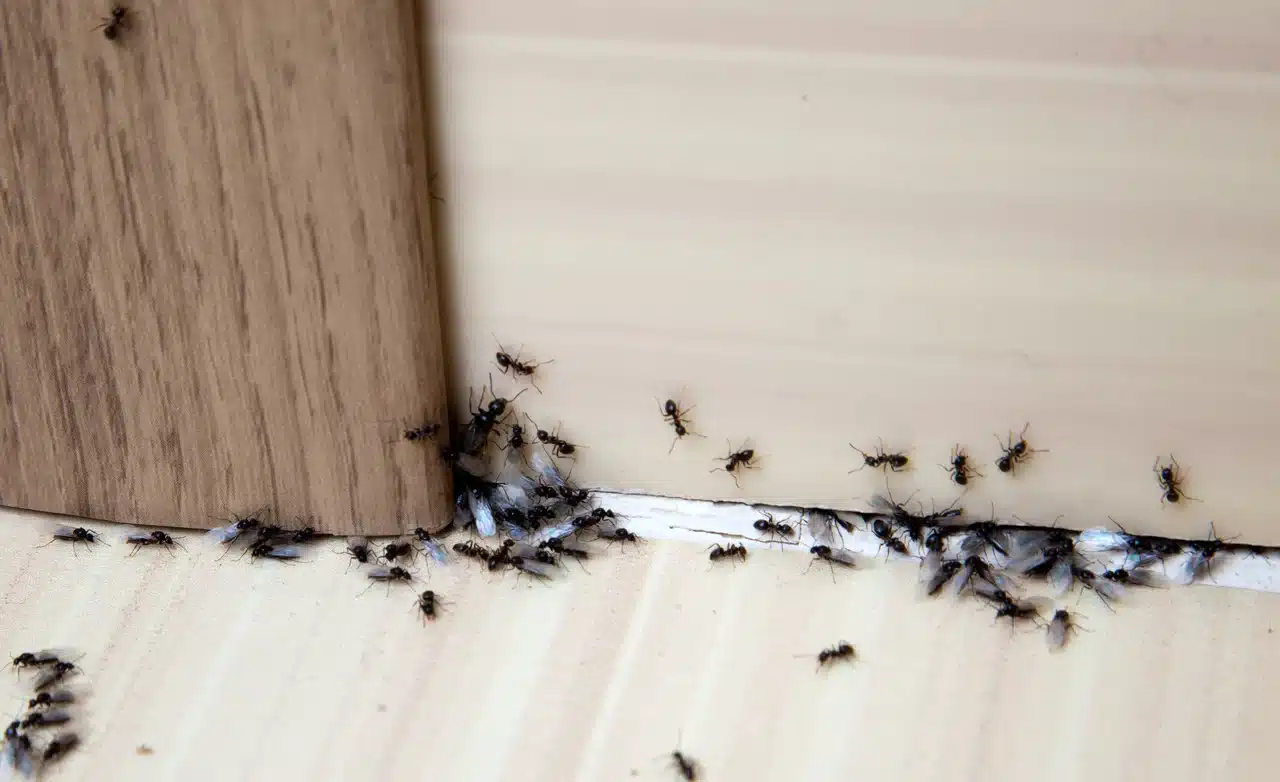 ces fourmis envahissent la france les gestes à adopter d’urgence pour éviter l’invasion