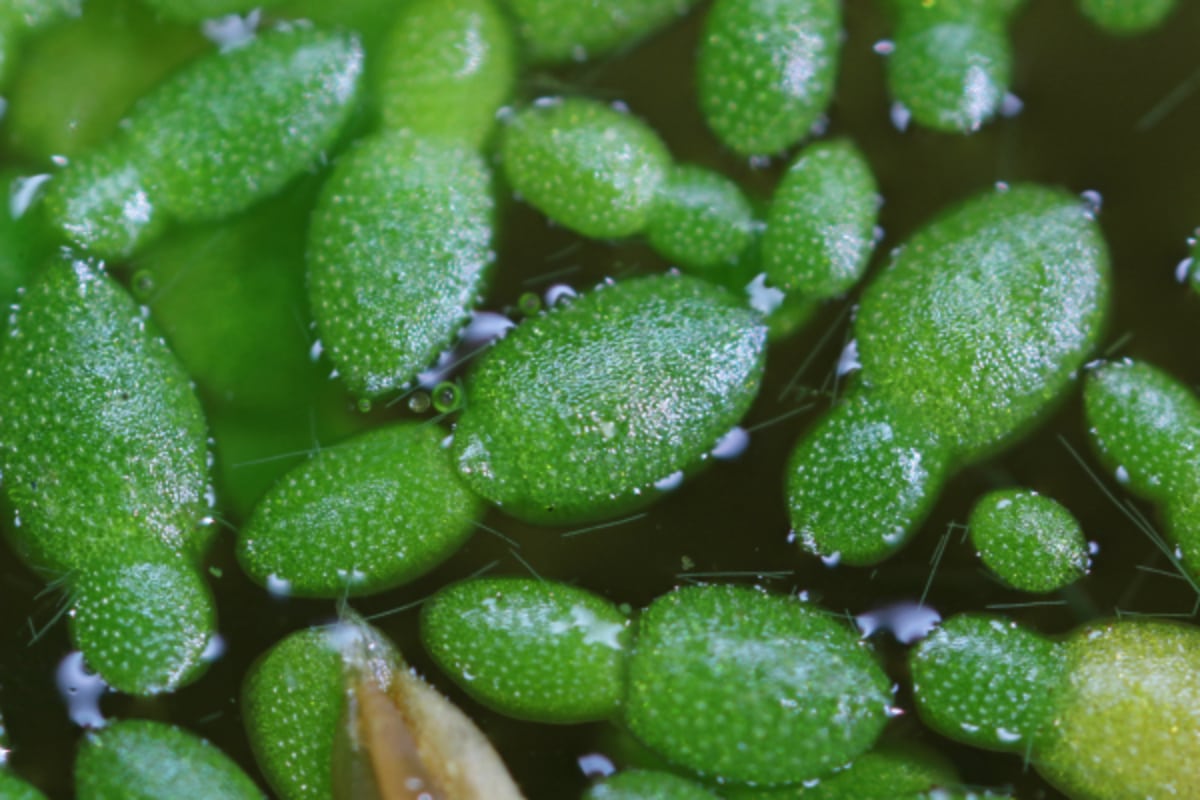 cette plante méconnue est celle qui pousse le plus vite au monde, voici son secret
