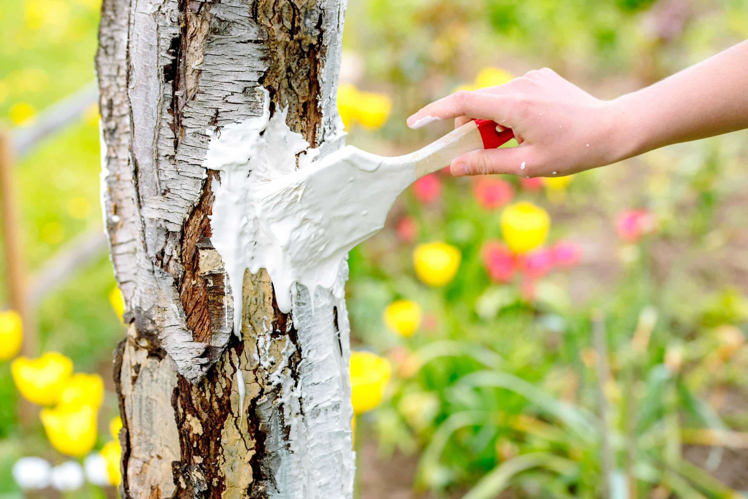chaulage pourquoi faut il peindre les troncs d’arbres en blanc dès maintenant
