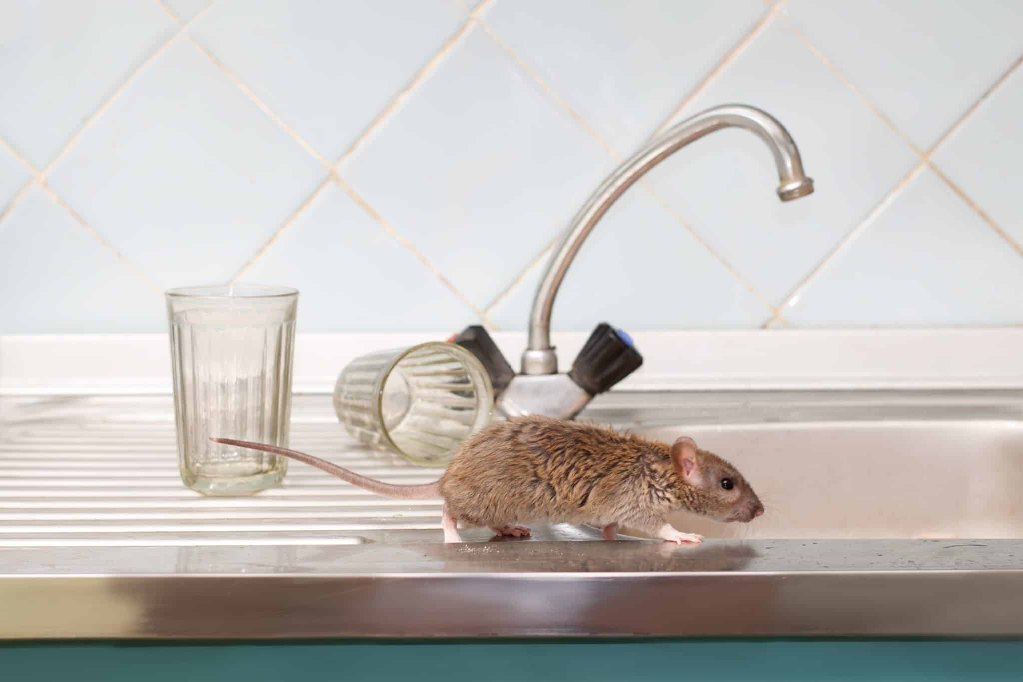 ciao les rats ce produit du quotidien va vous en débarrasser pour de bon