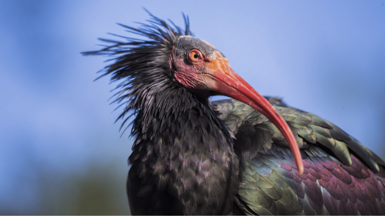 disparu depuis 300 ans, cet oiseau rare au look improbable revient enfin en france