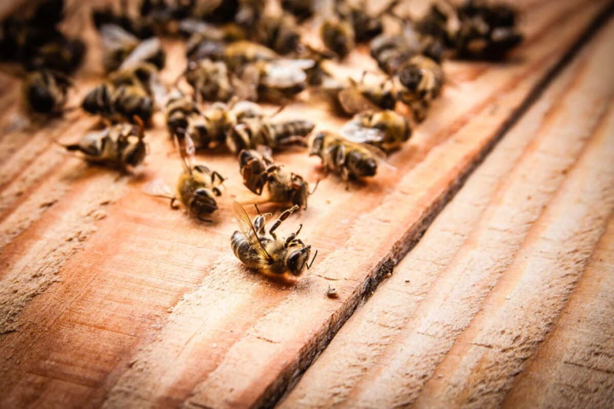 drame écologique 70% des abeilles menacées par l’agriculture moderne, d'après cette étude