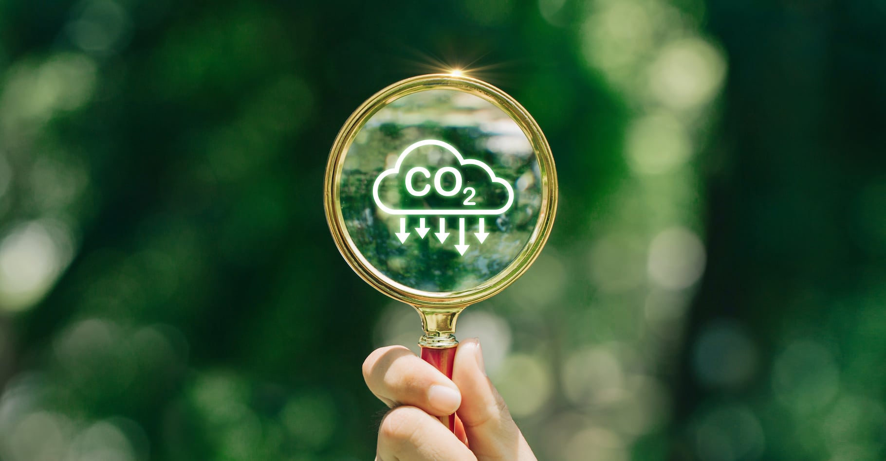 Émissions de co2 d'après cette étude, cet animal insoupçonné permettrait d'en capturer plusieurs tonnes