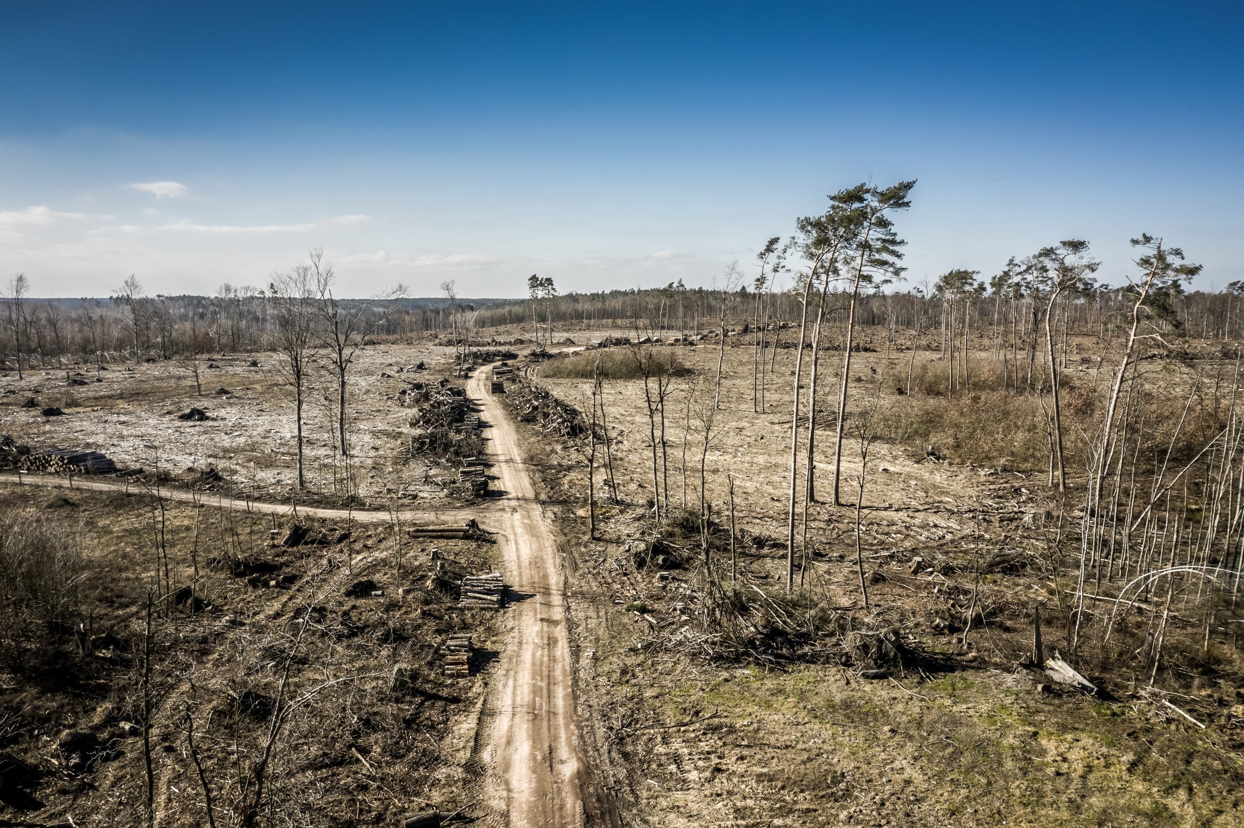 Énorme danger pour la forêt française un rapport alerte sur les effets des pellets