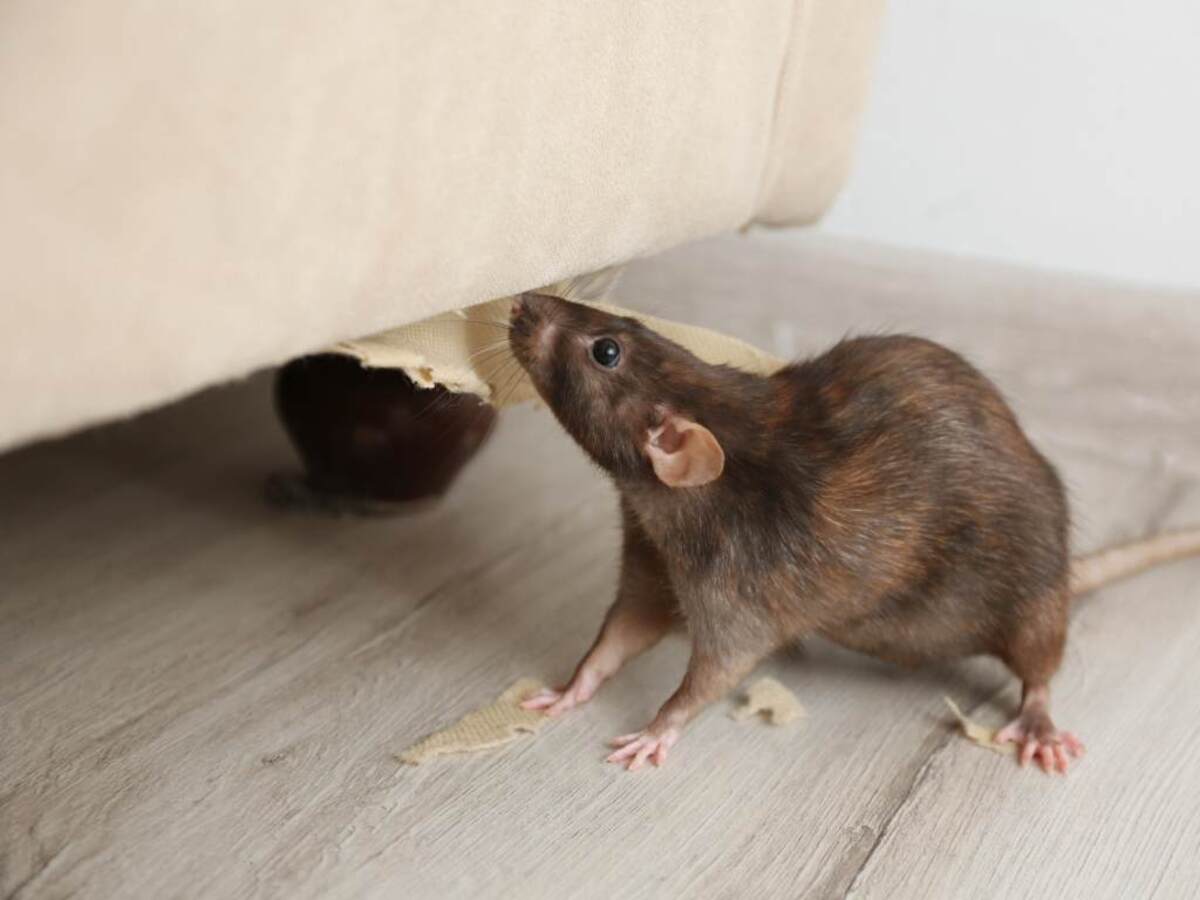 Rats et souris cette habitude courante qui les attire sans que vous le sachiez
