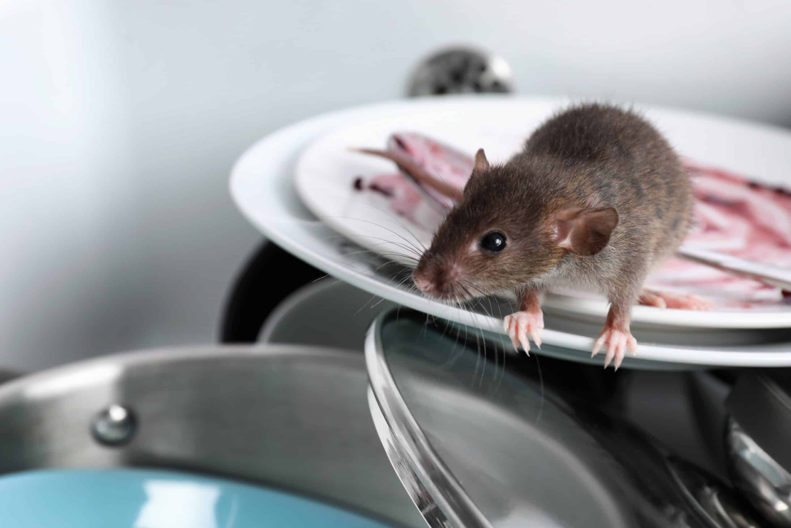 souris et rats cette simple feuille du quotidien est l’astuce ultime pour les faire fuir pour toujours