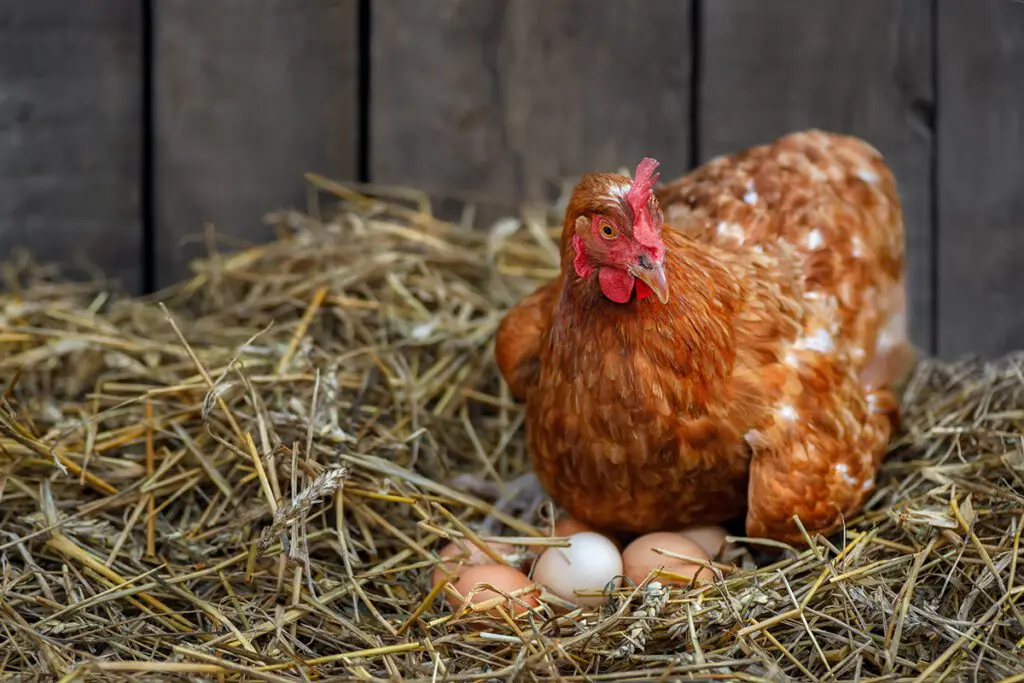 5 remèdes de grand mère pour faire pondre les poules
