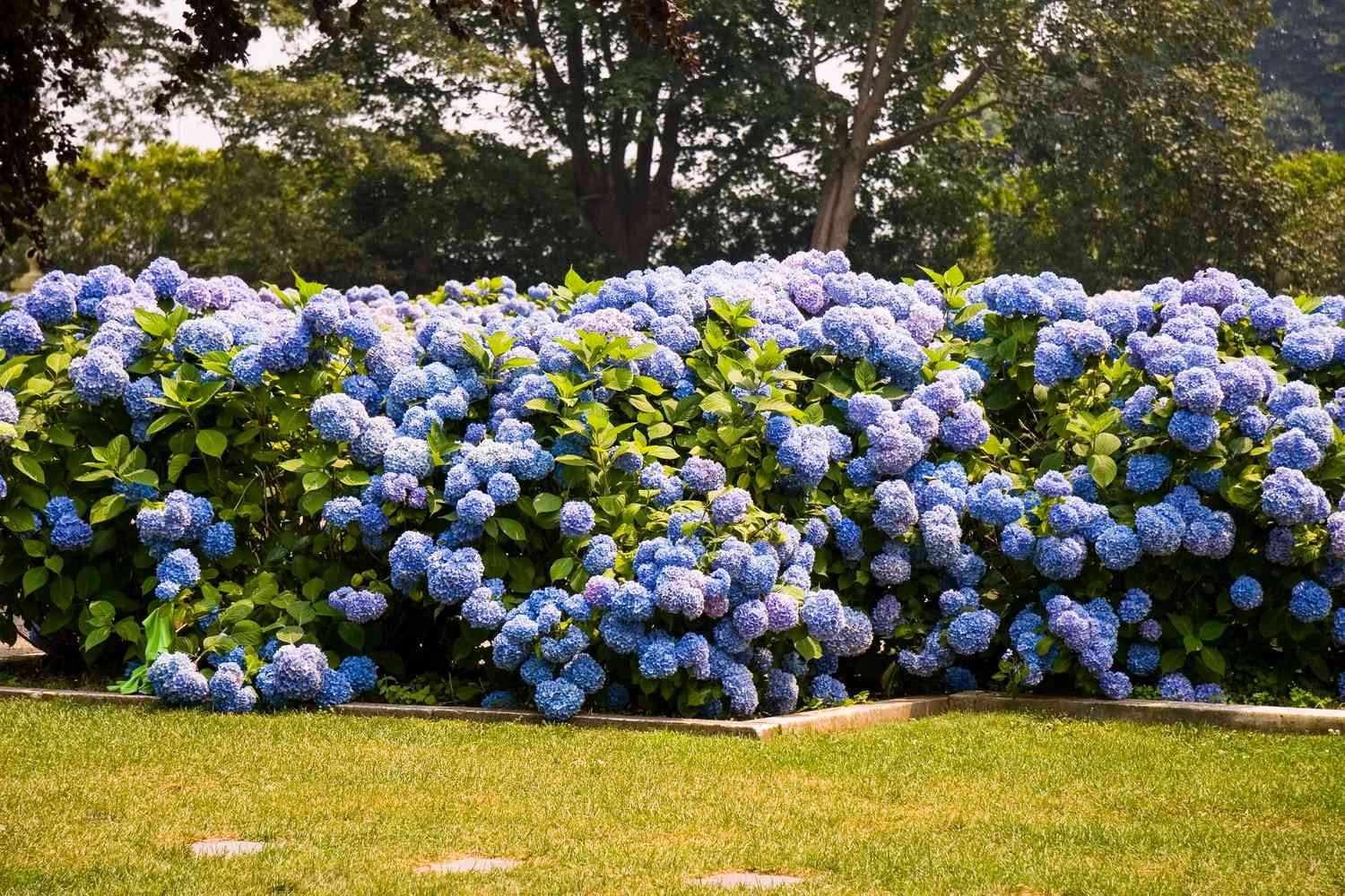 À quelle distance d'un mur planter un hortensia