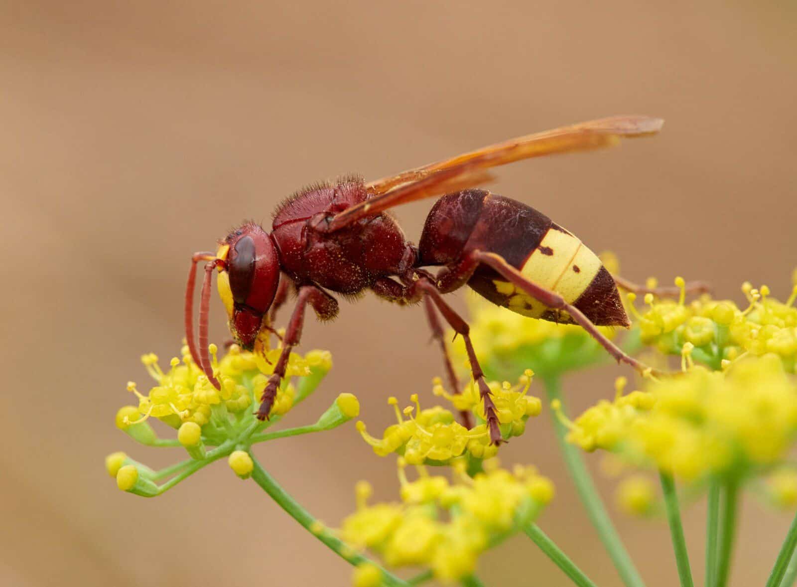 alerte frelon cette nouvelle espèce dangereuse arrive en france, elle est résistante aux pièges et très active en hiver
